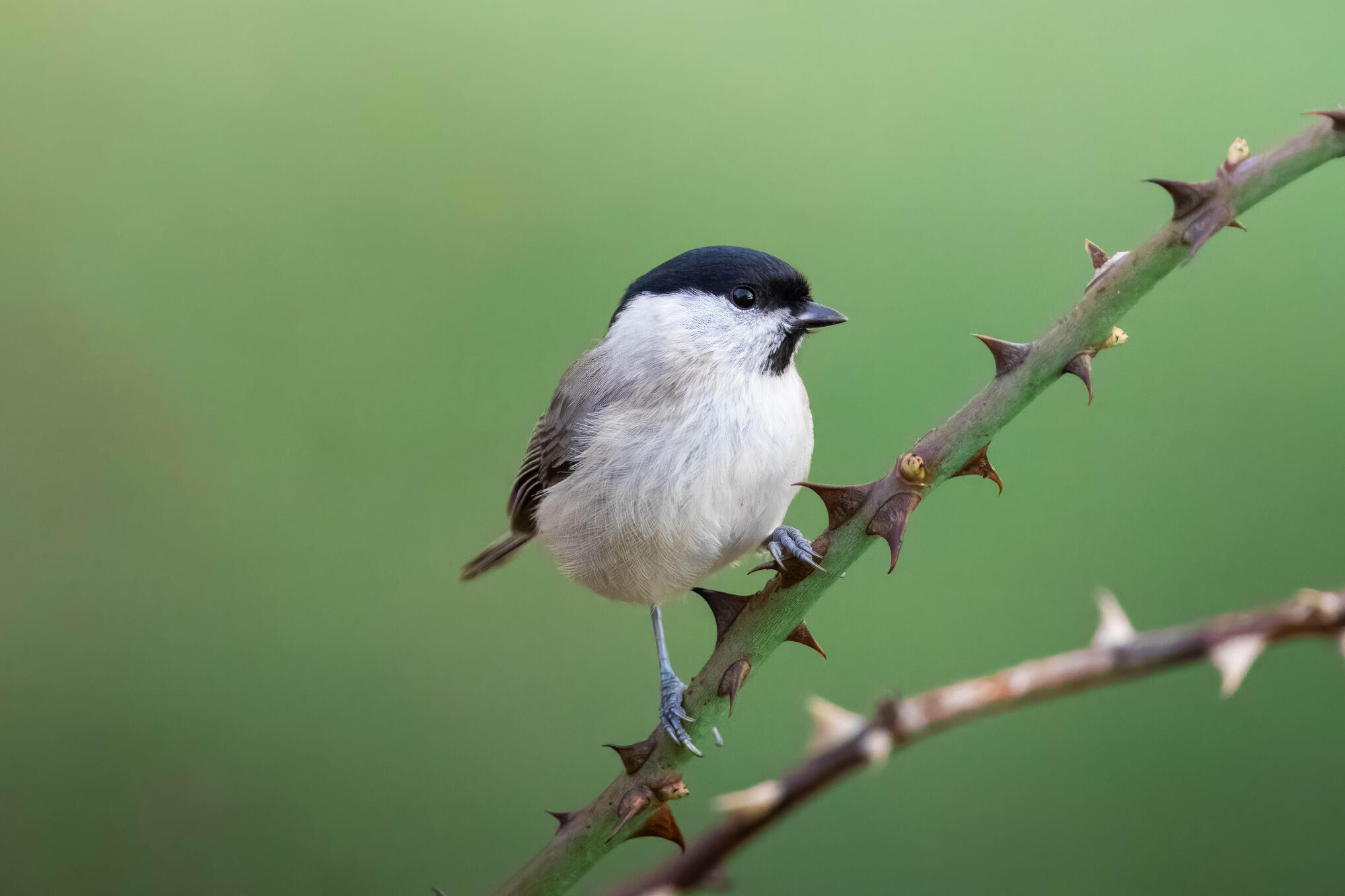 Marsh tit