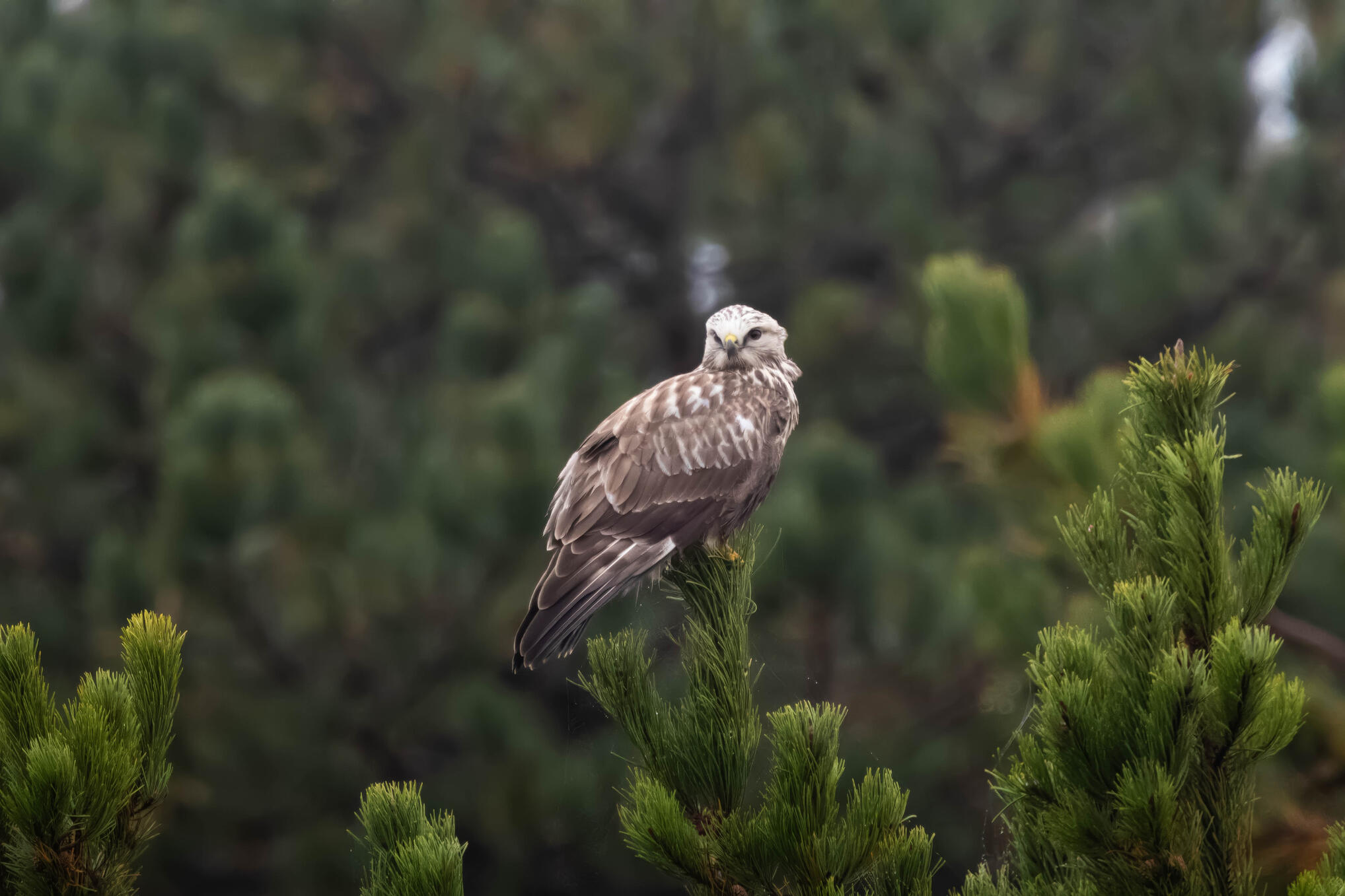 Rough-legged buzzard