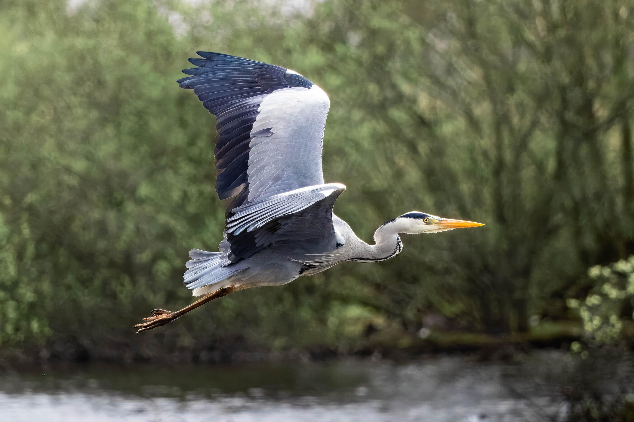 Grey heron