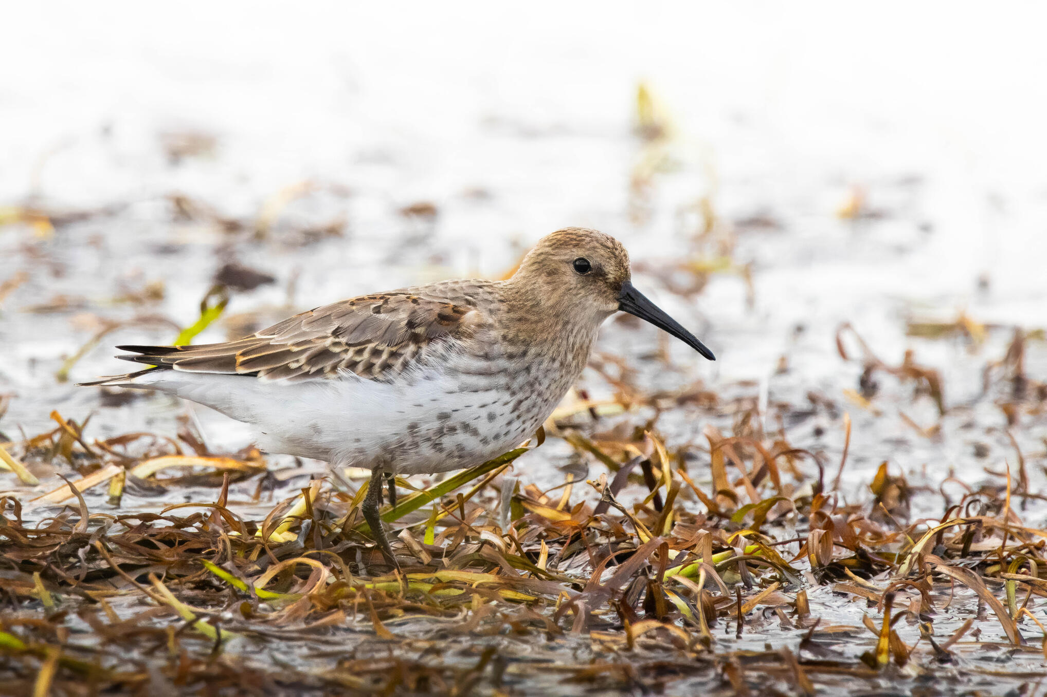 Dunlin
