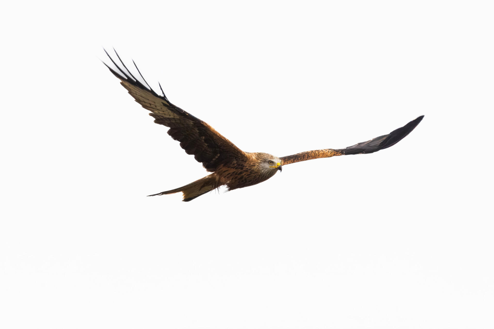 Red kite