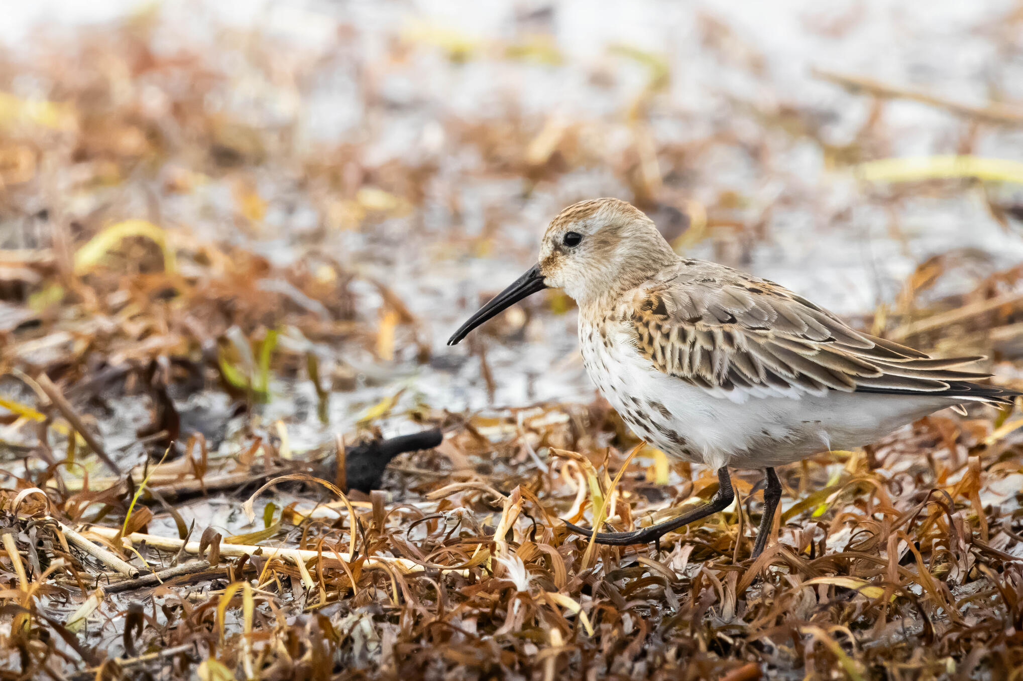 Dunlin