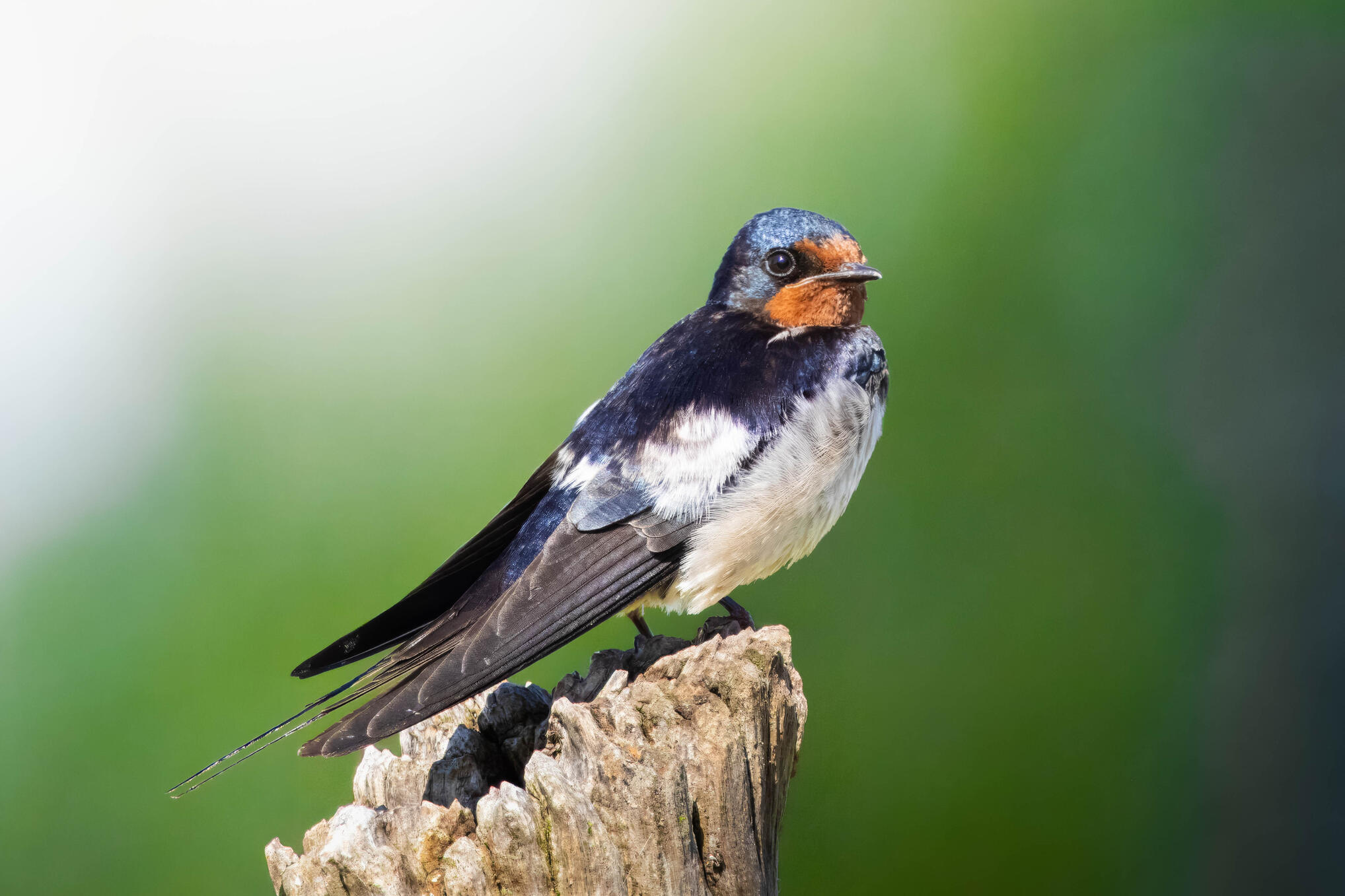 Barn swallow