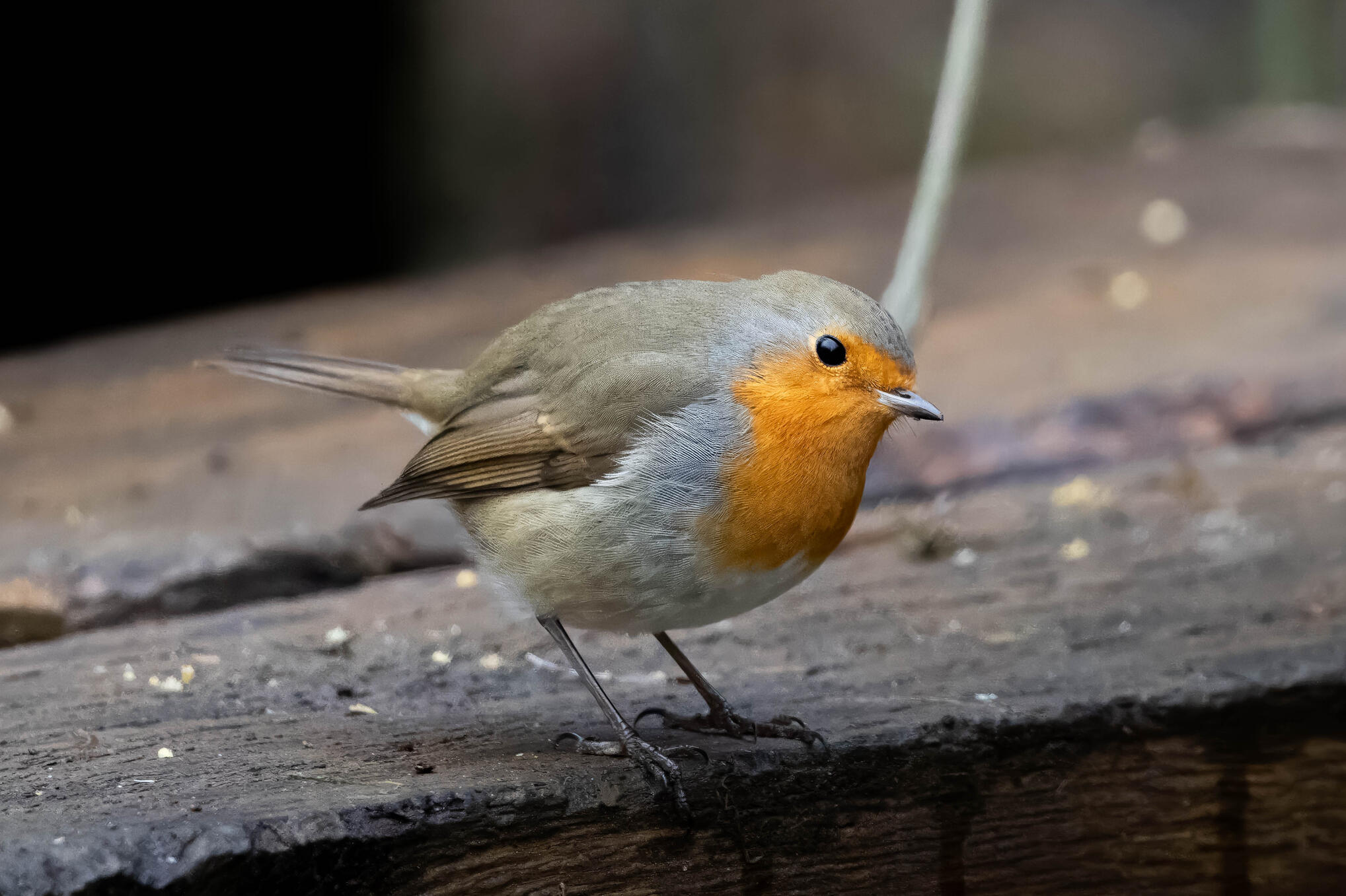 European robin