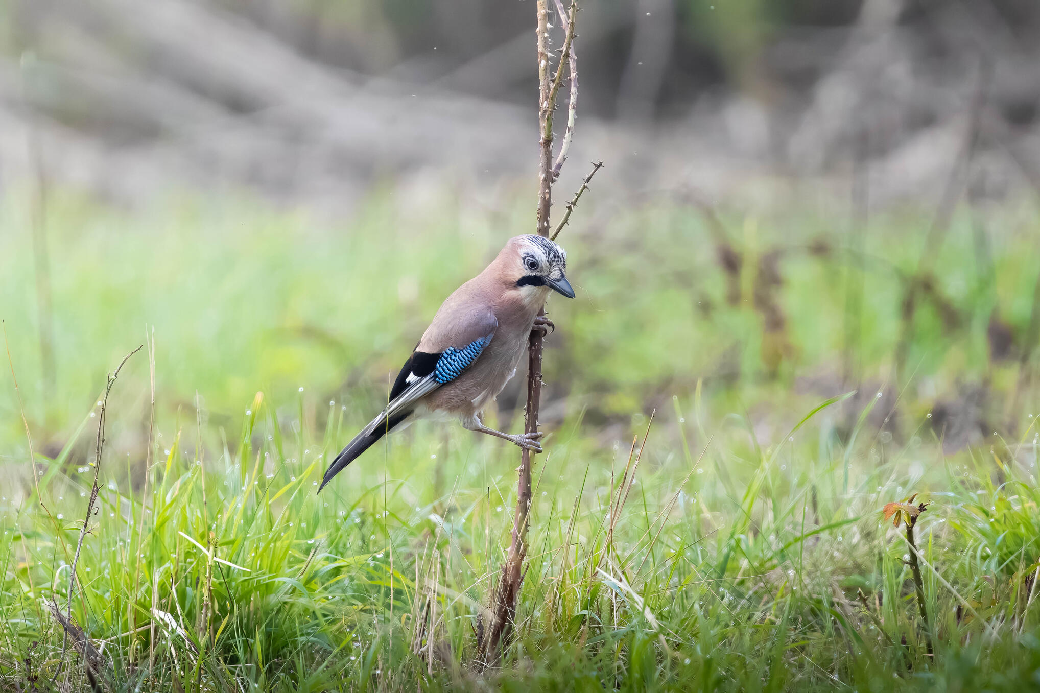 Eurasian jay