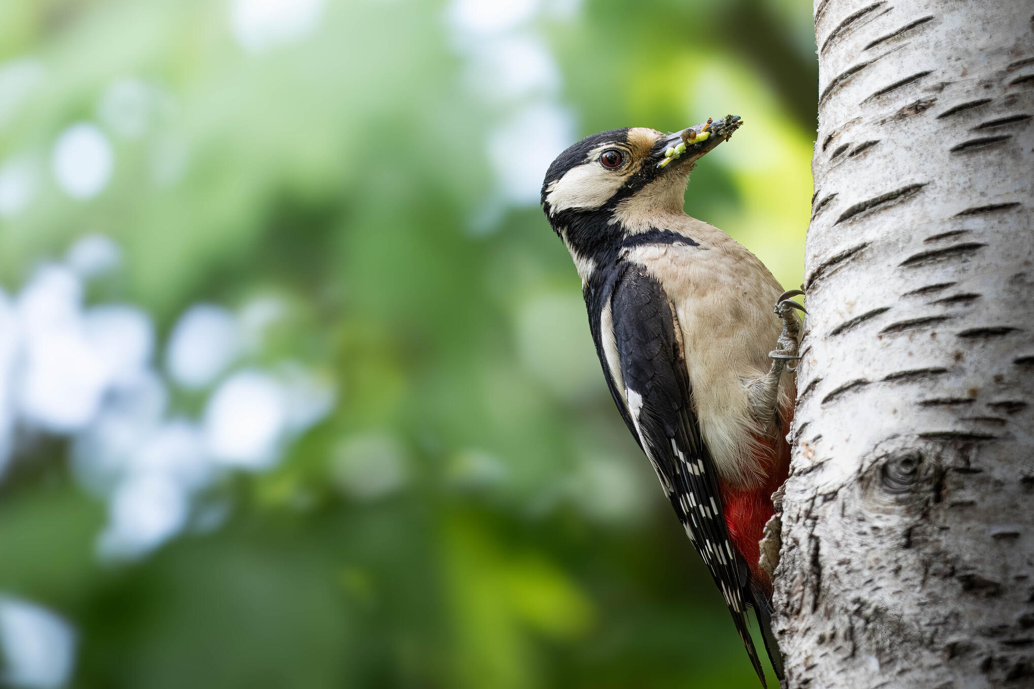 Great spotted woodpecker