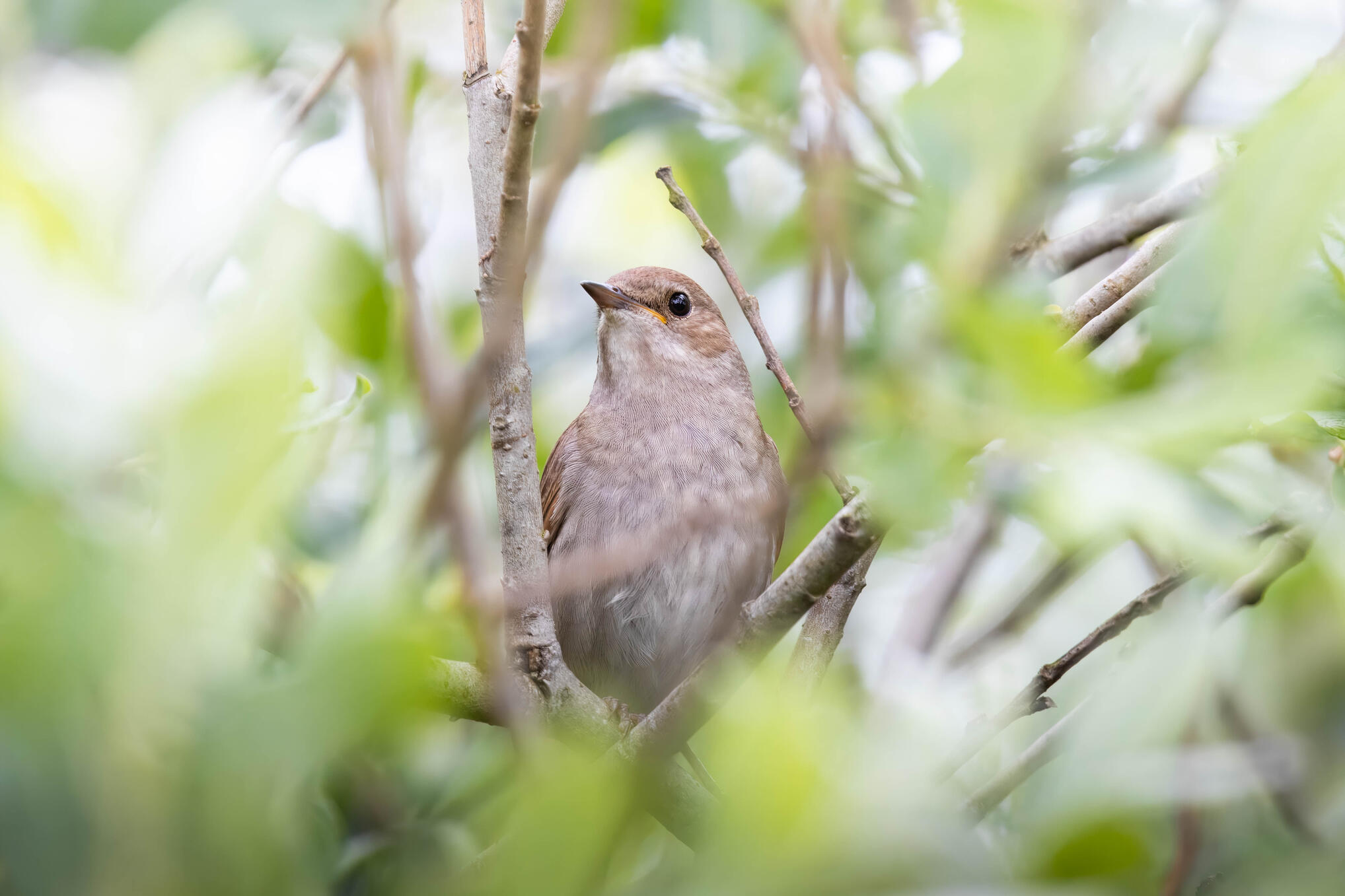 Thrush nightingale