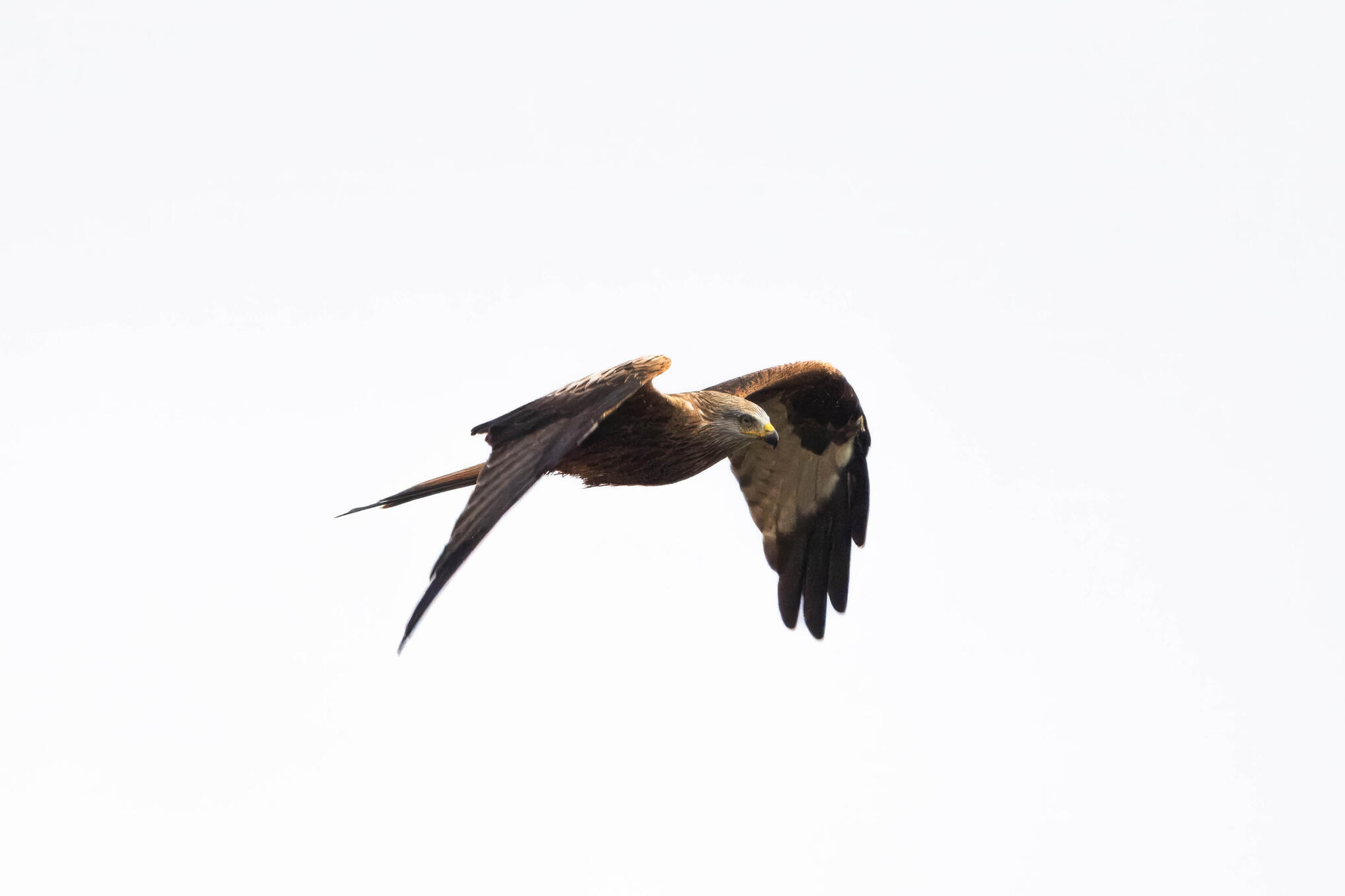 Red kite