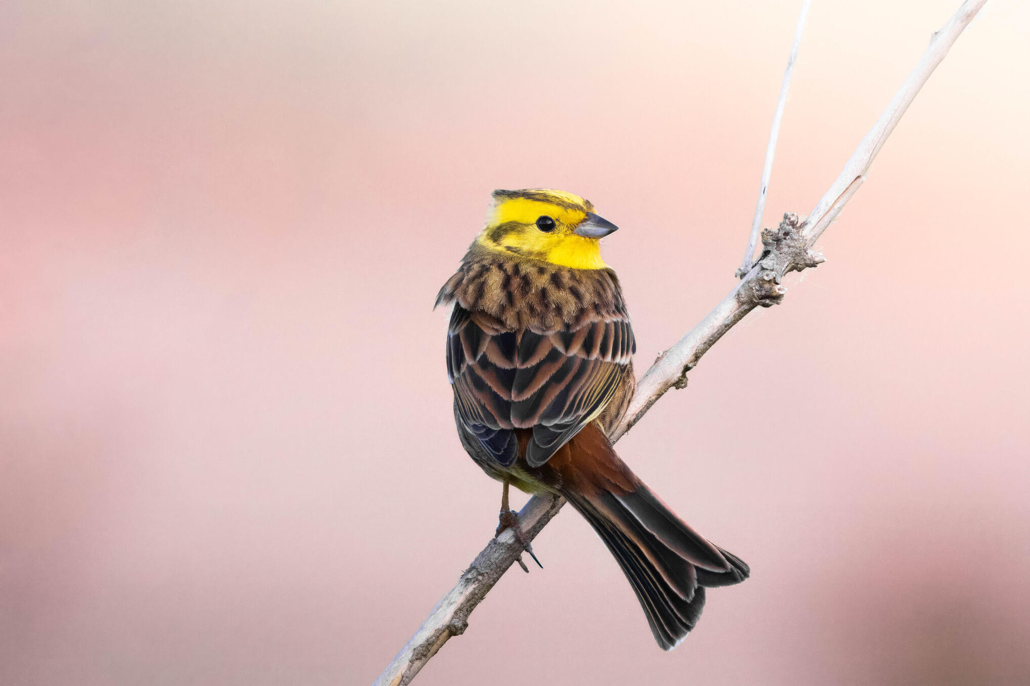 Yellowhammer