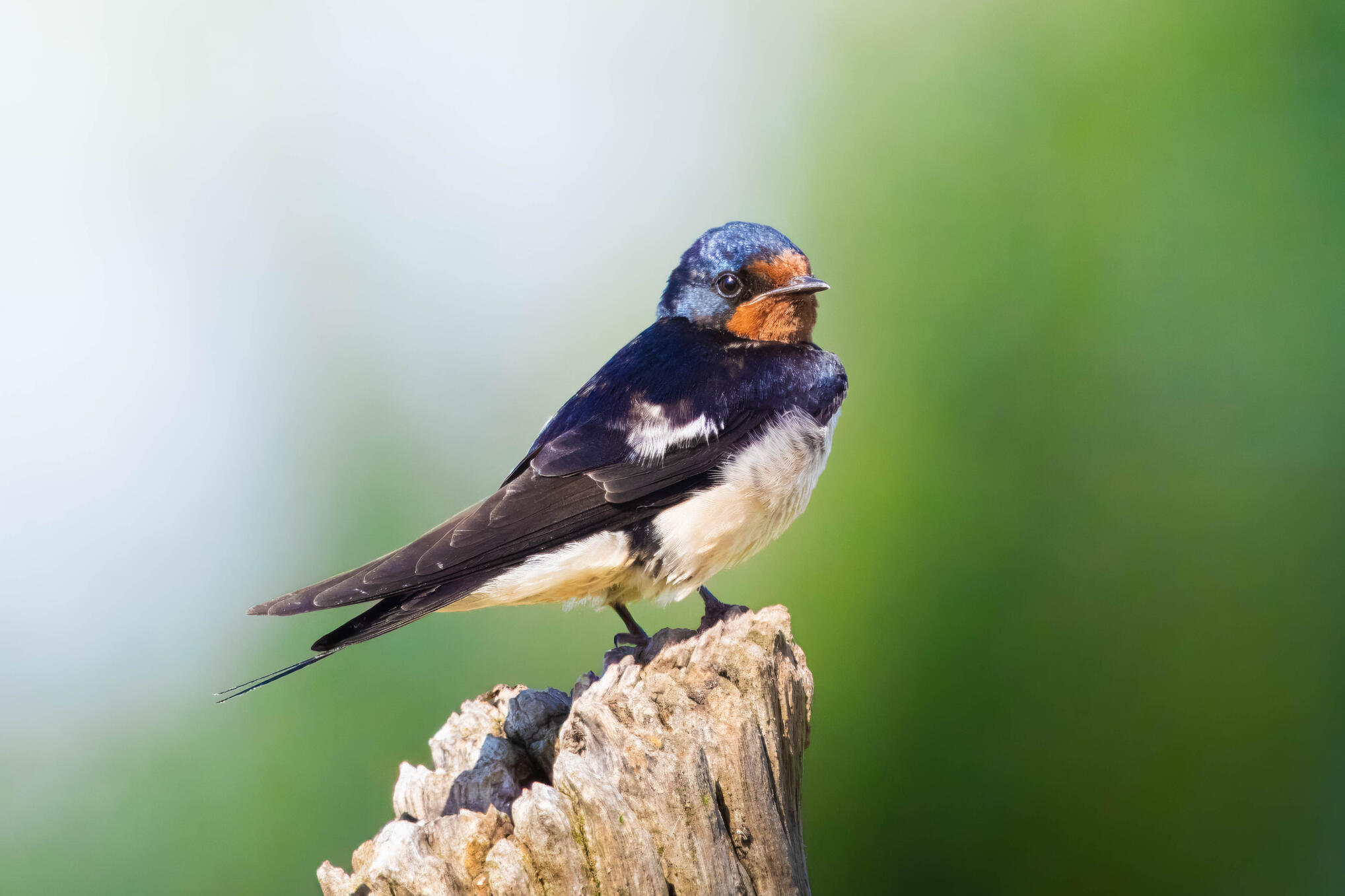 Barn swallow
