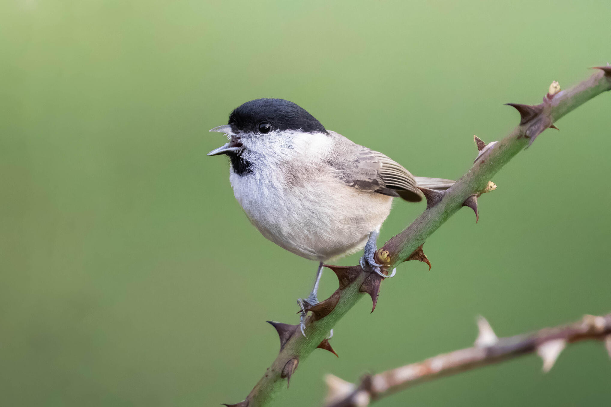 Marsh tit