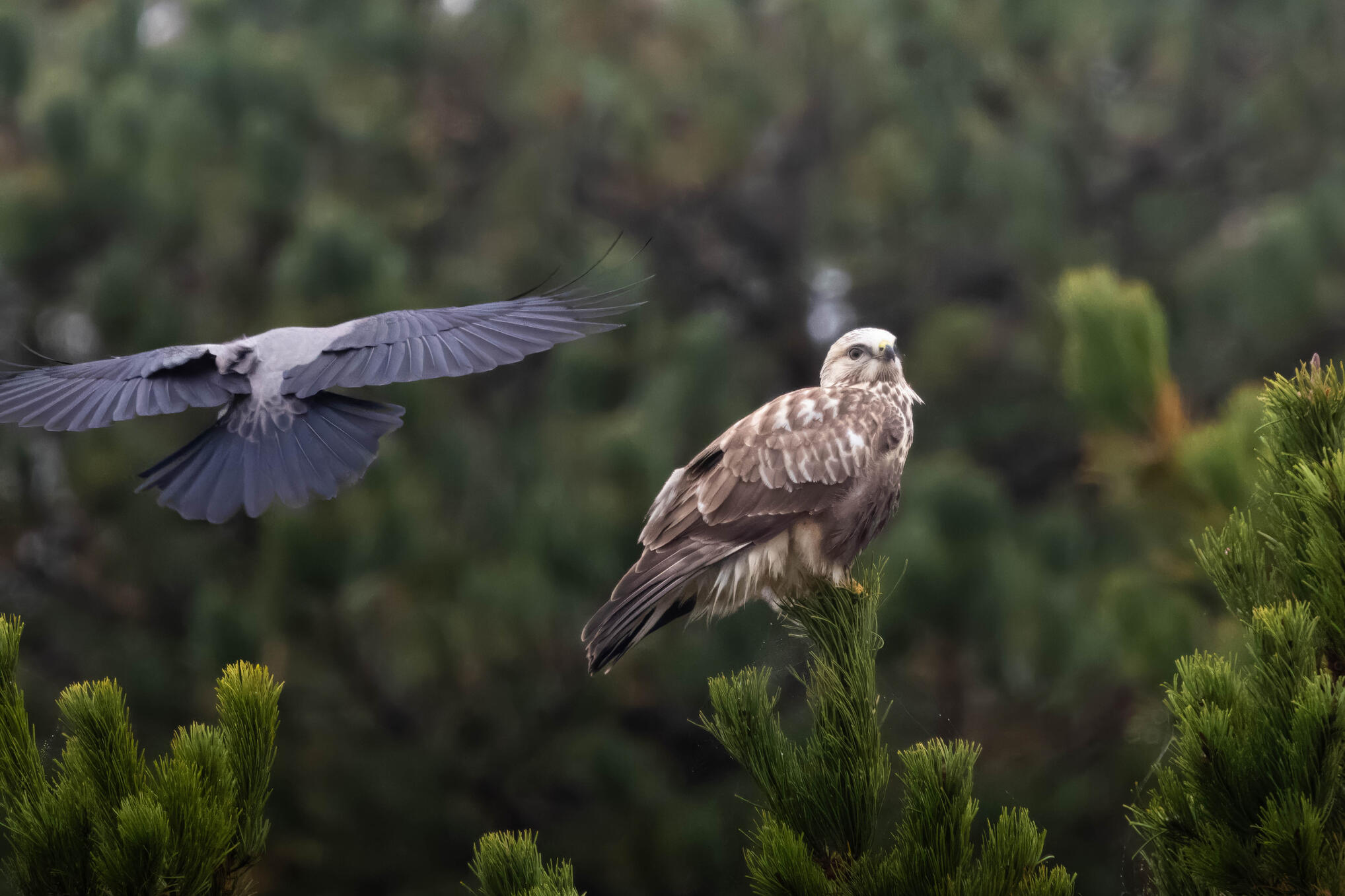 Rough-legged buzzard and hooded crow