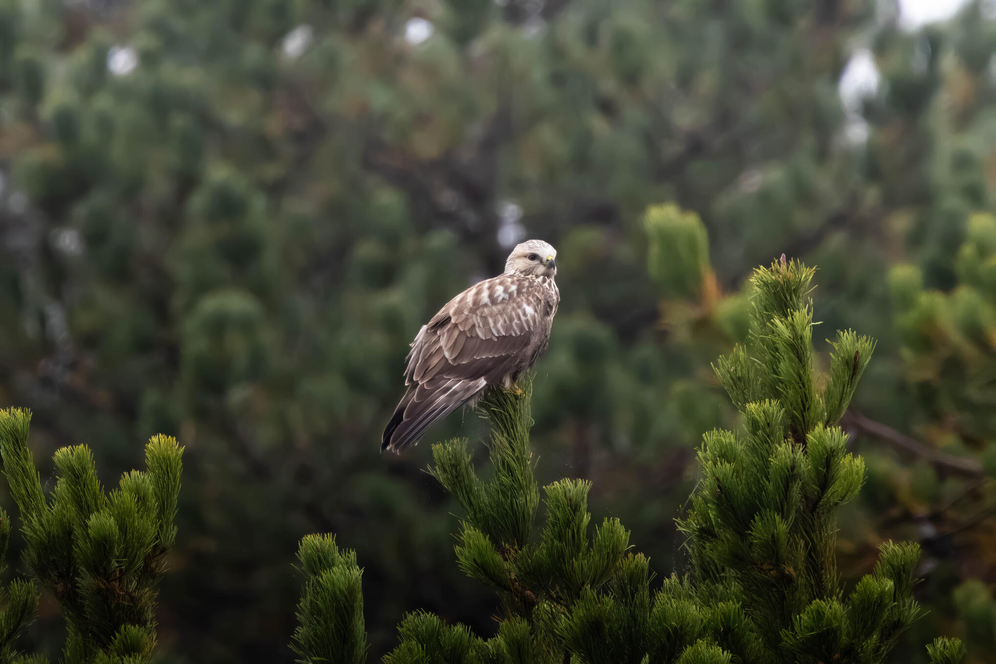 Rough-legged buzzard