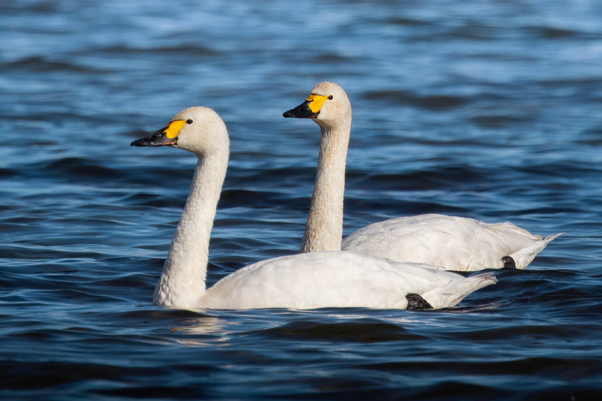 Tundra swan