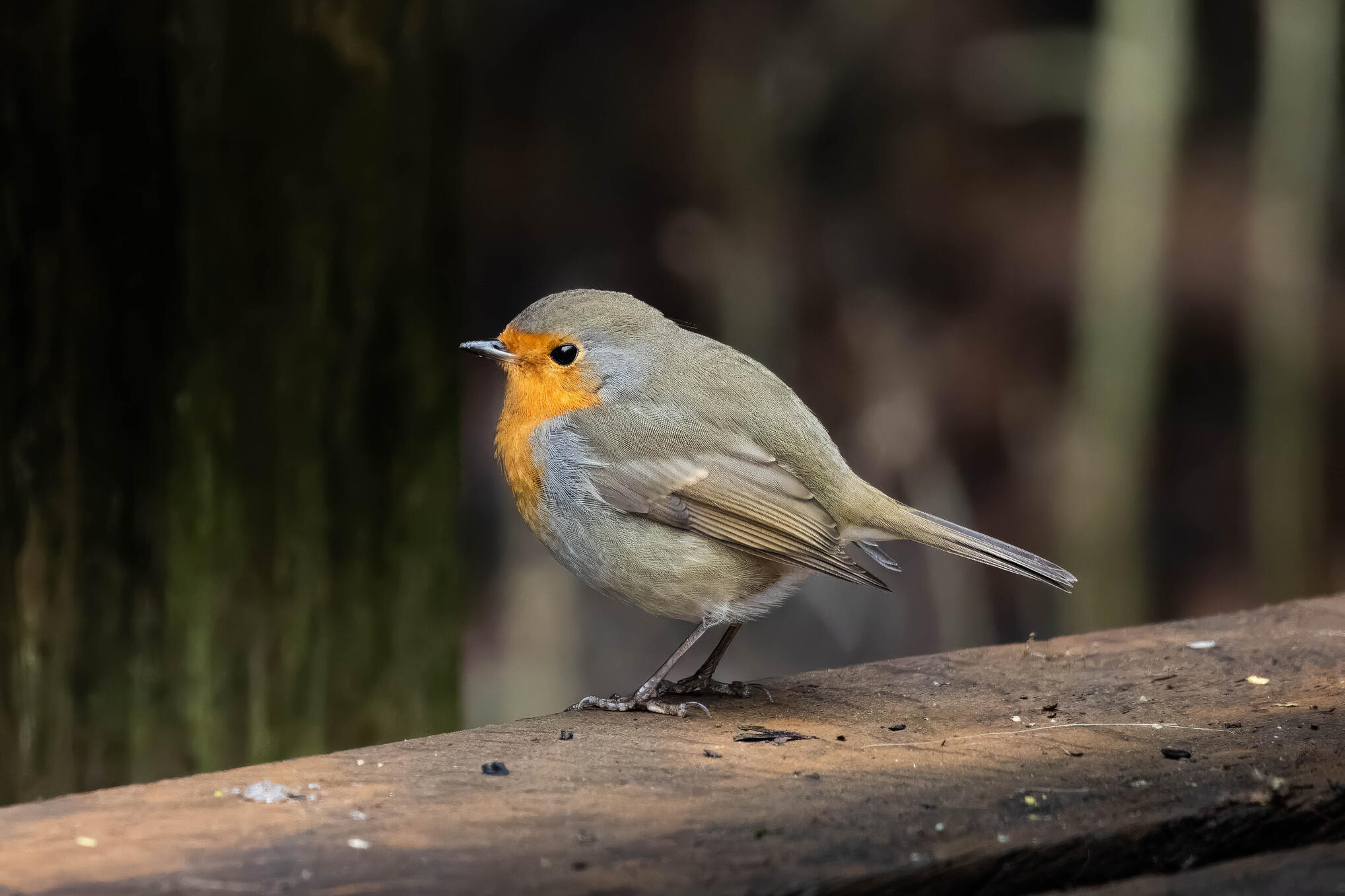 European robin