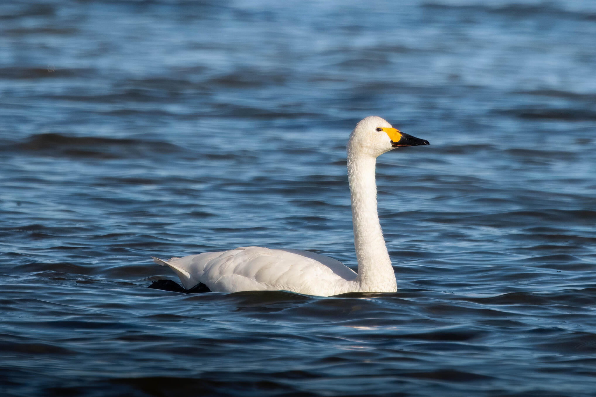 Tundra swan