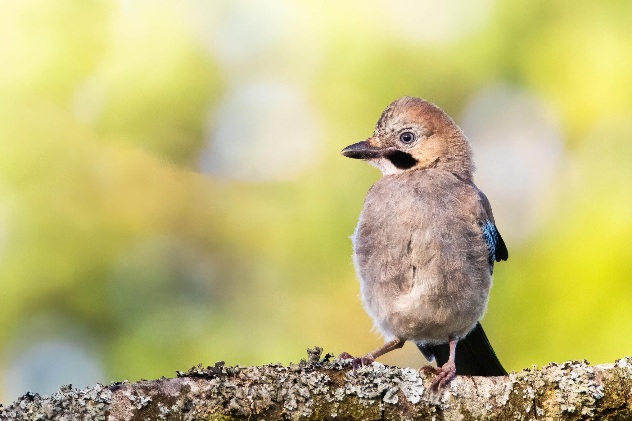 Eurasian jay