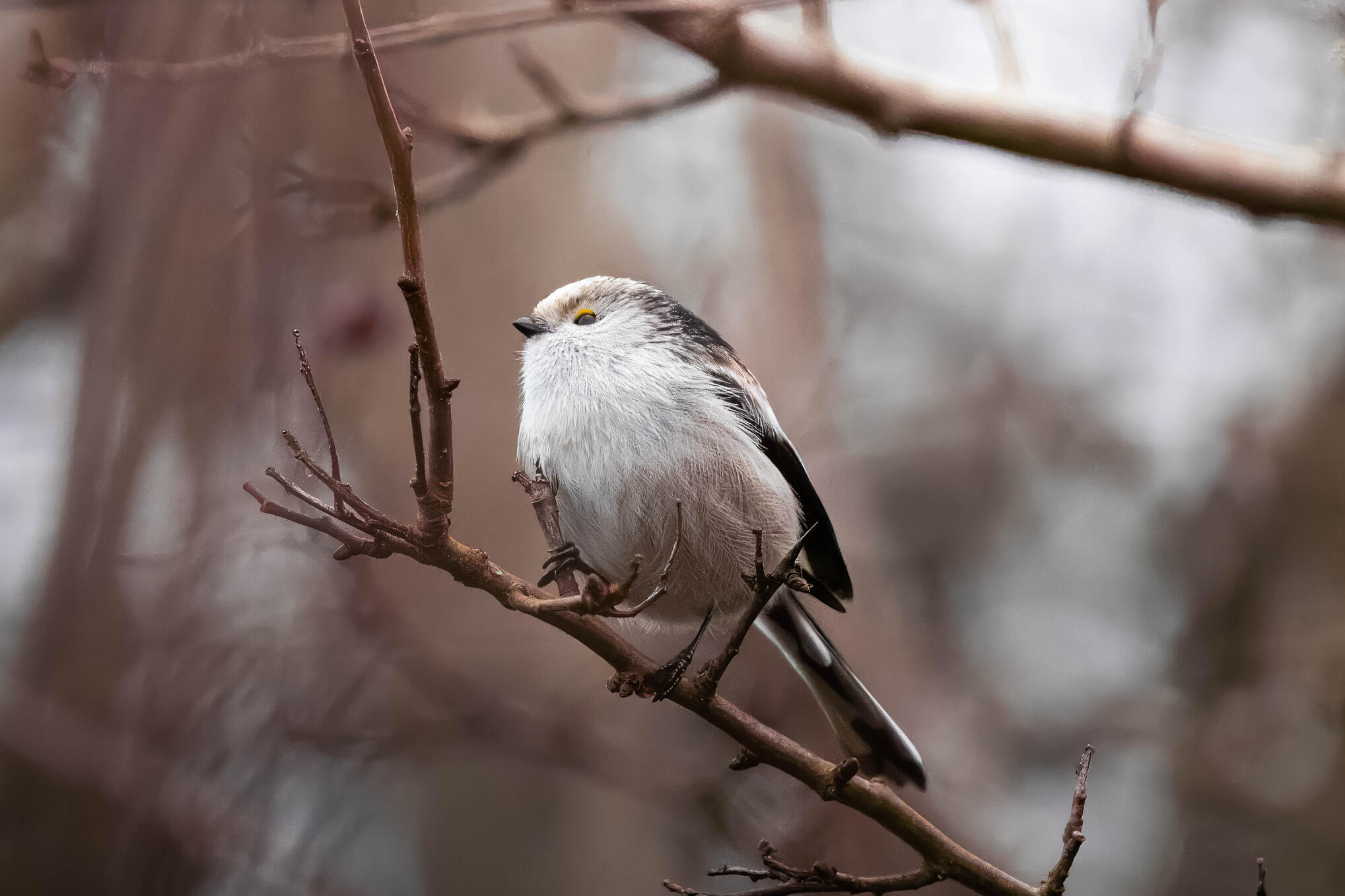 Long-tailed tit