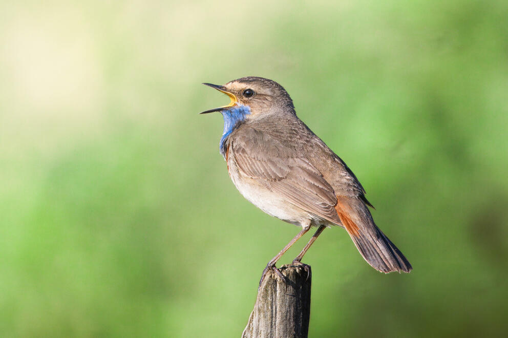 Birds