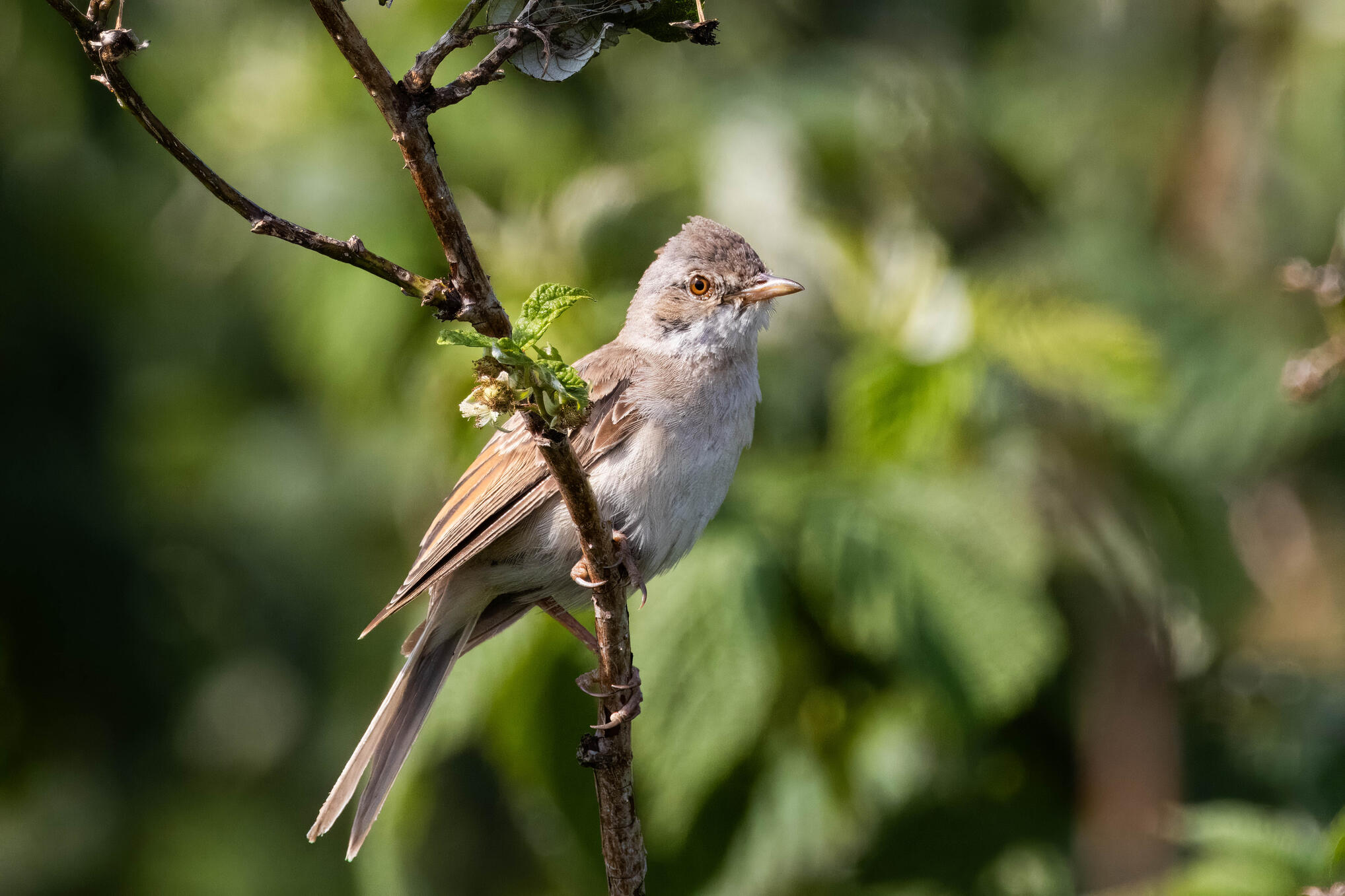 Common whitethroat