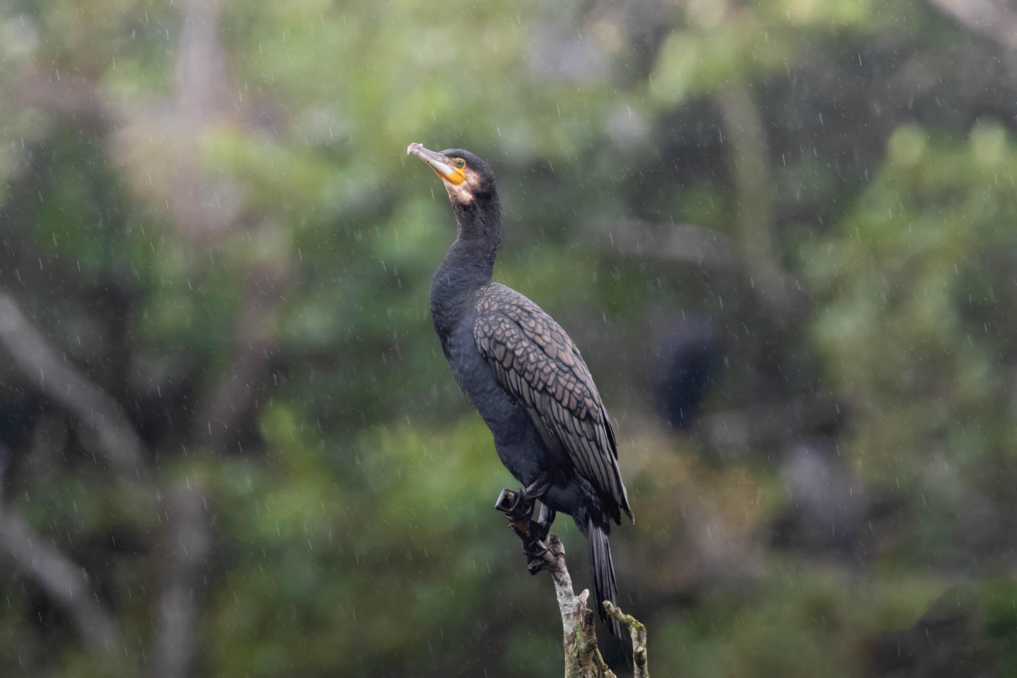 Great cormorant