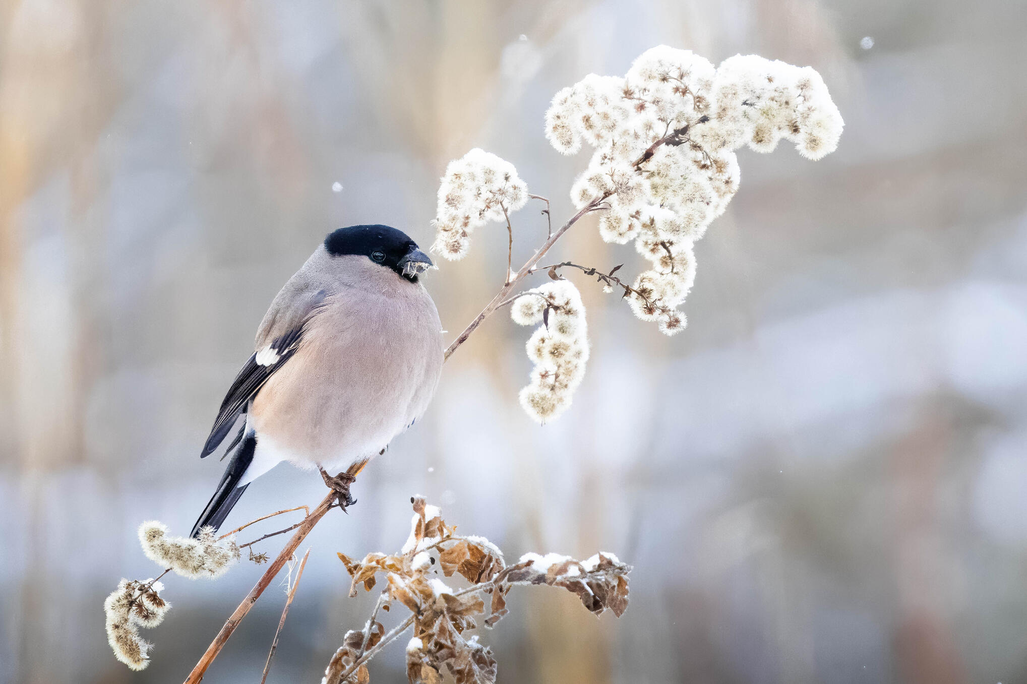 Eurasian bullfinch