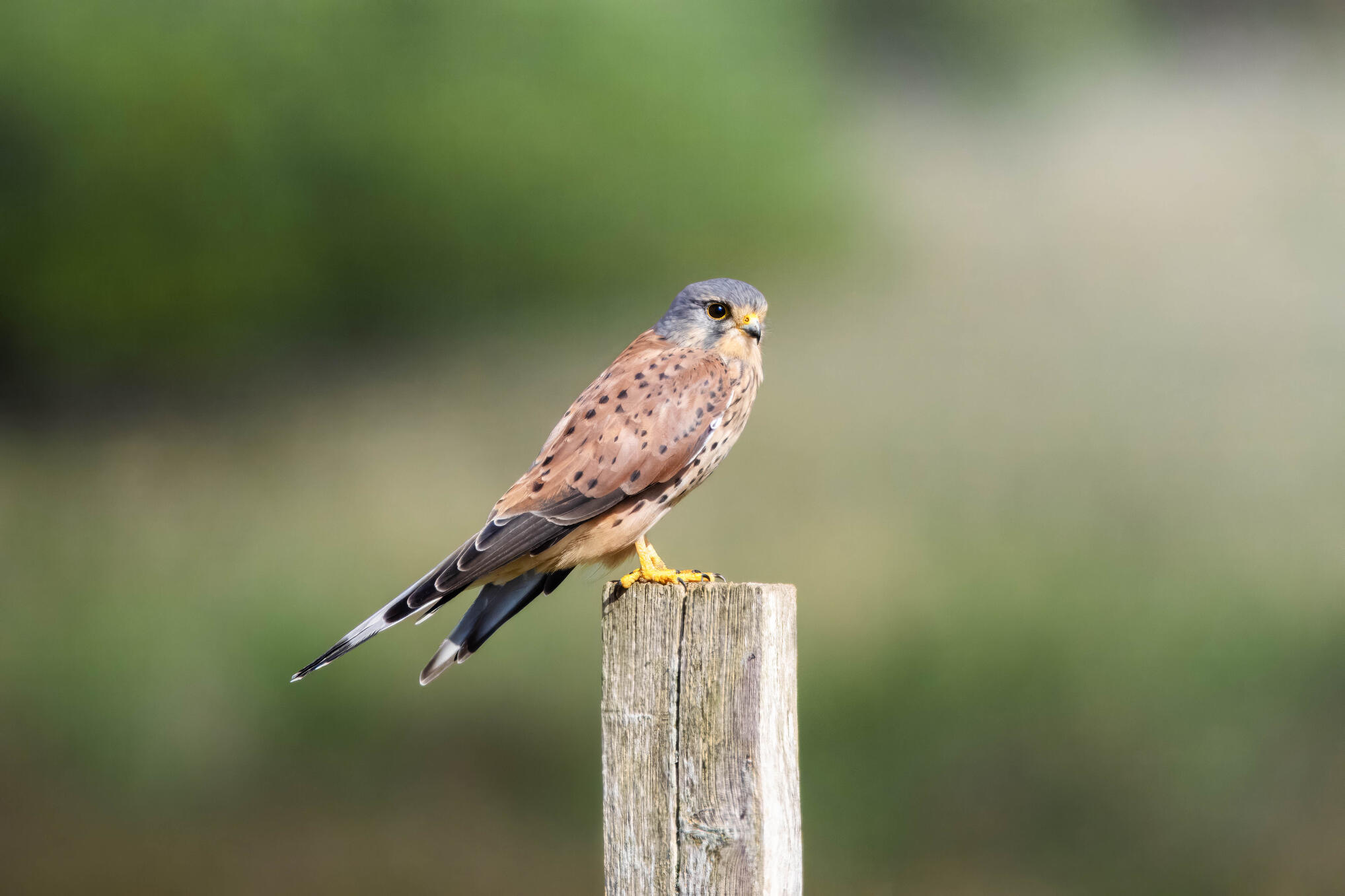 Kestrel