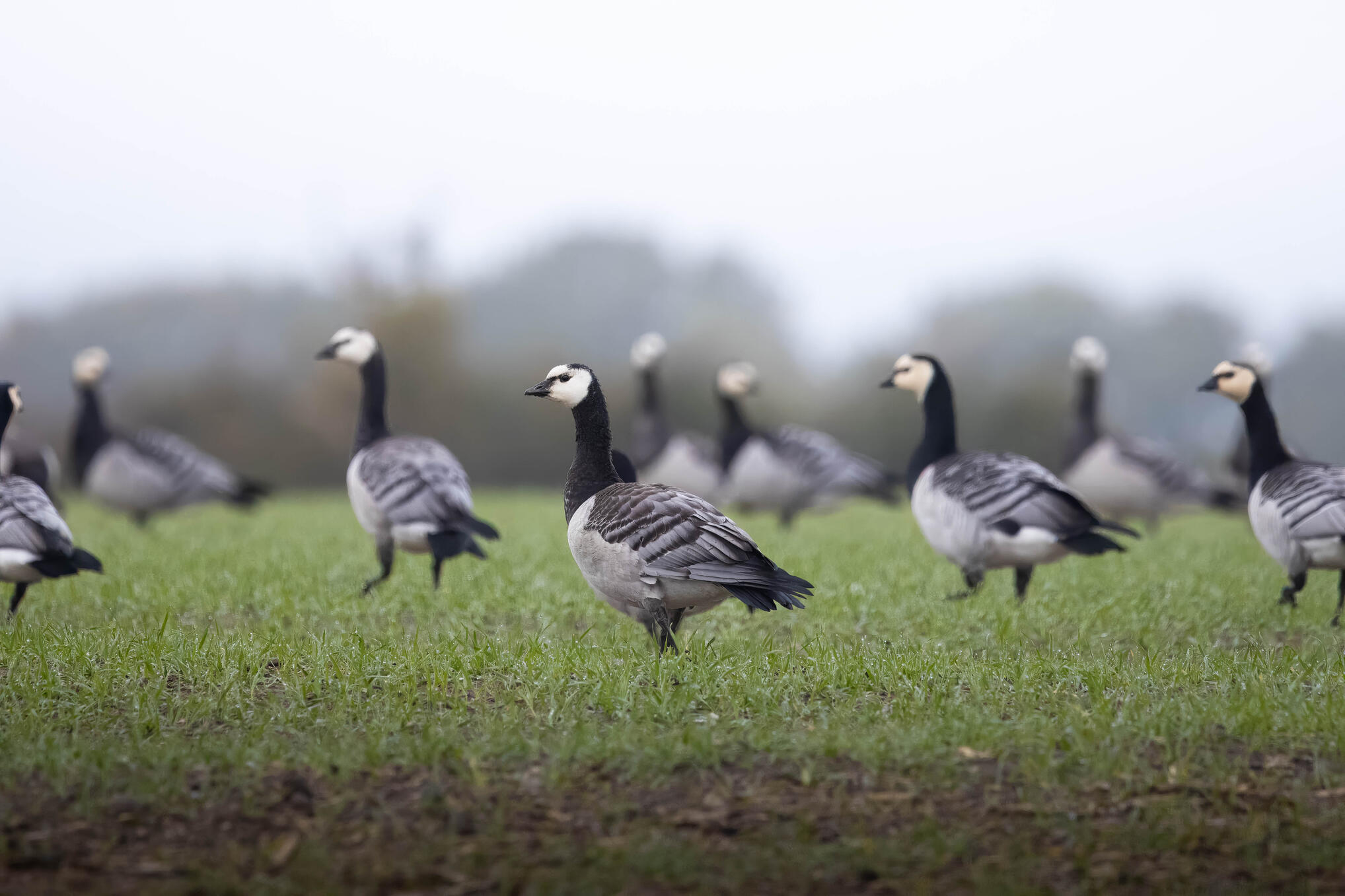 Barnacle goose