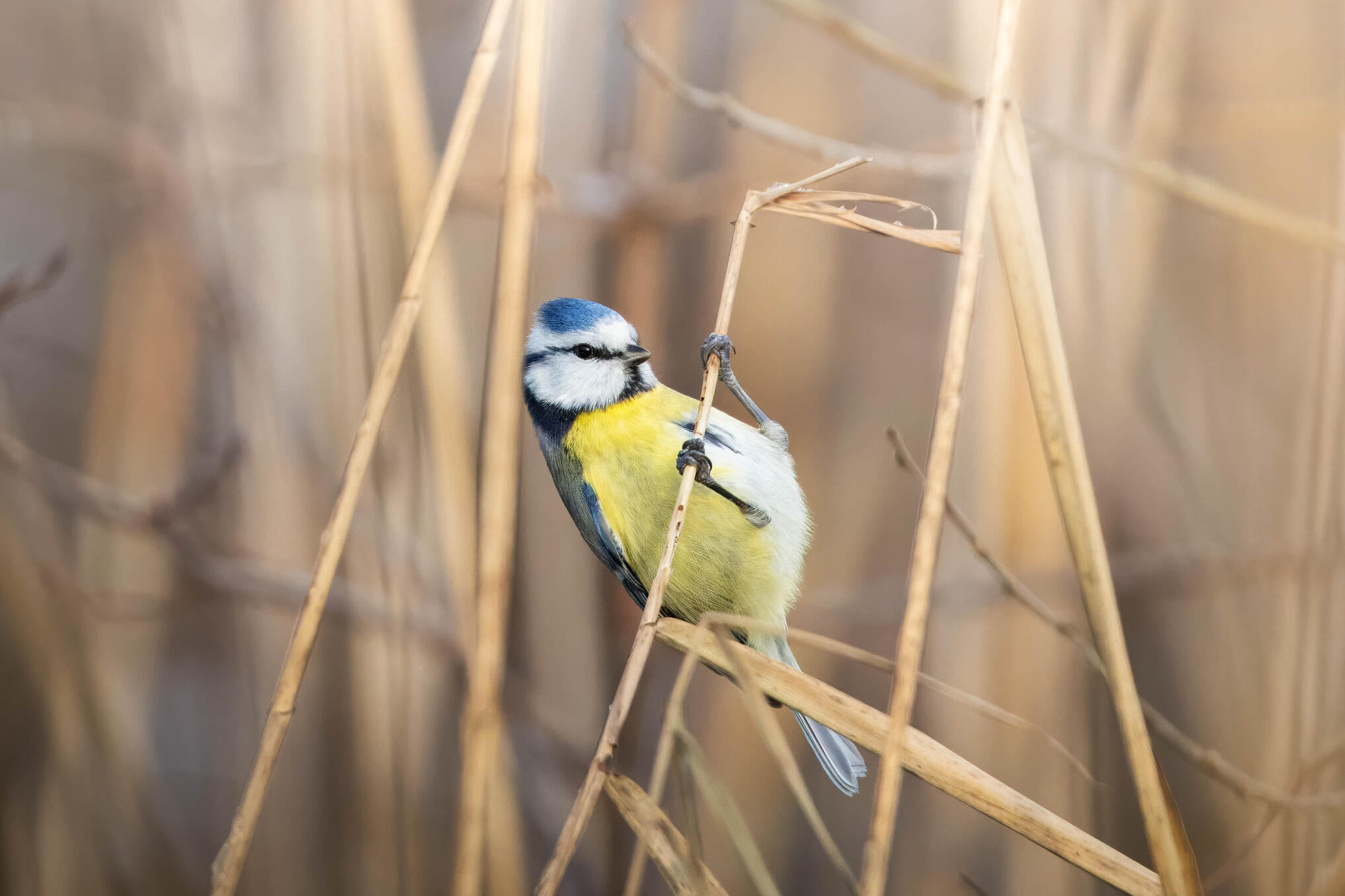 Blue tit