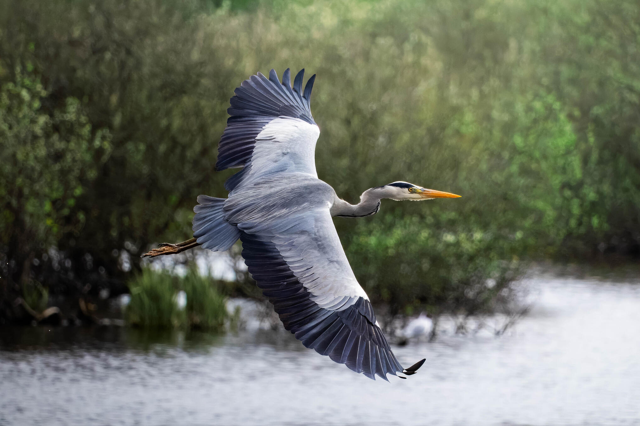Grey heron
