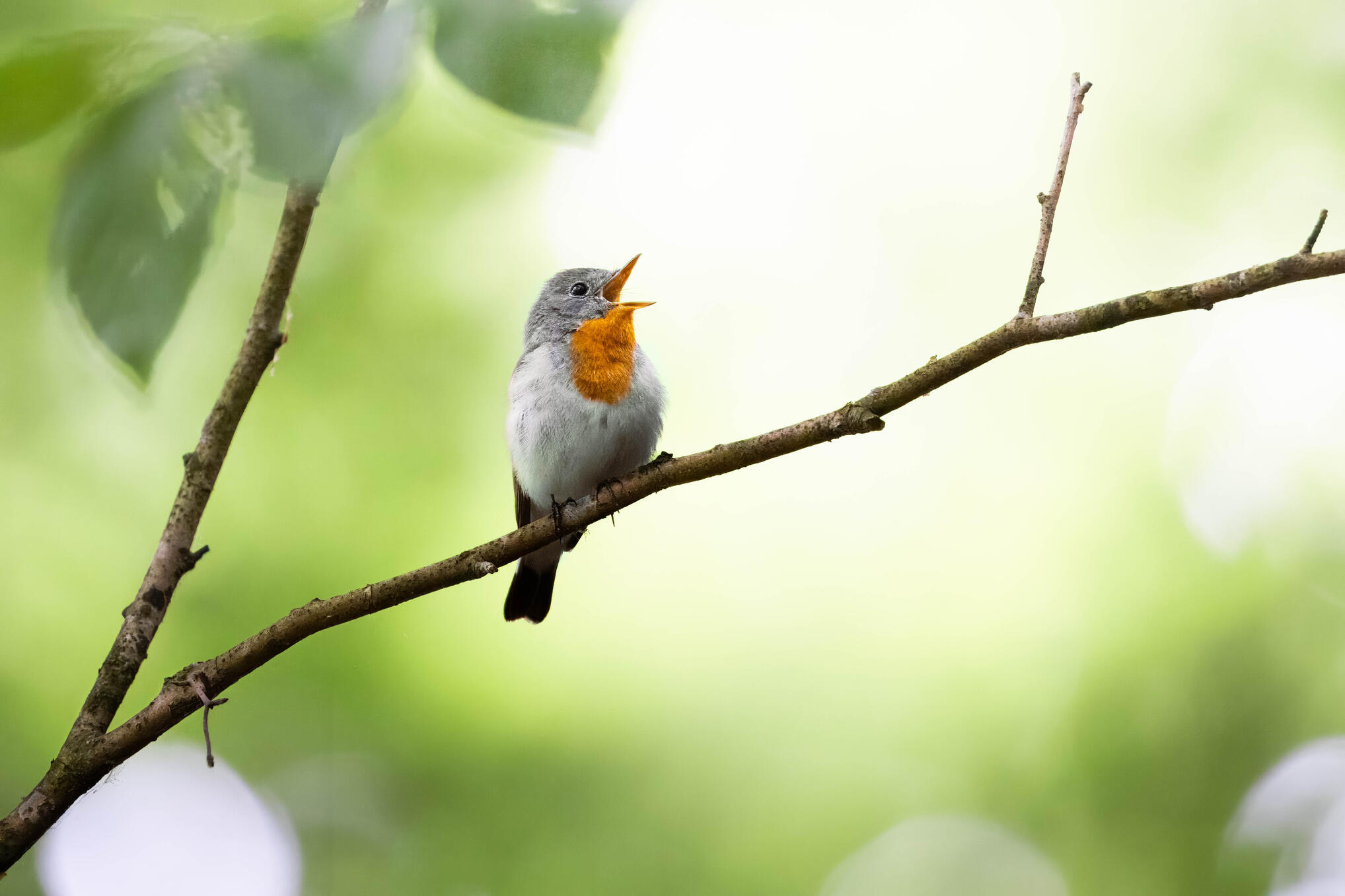 Red-breasted flycatcher