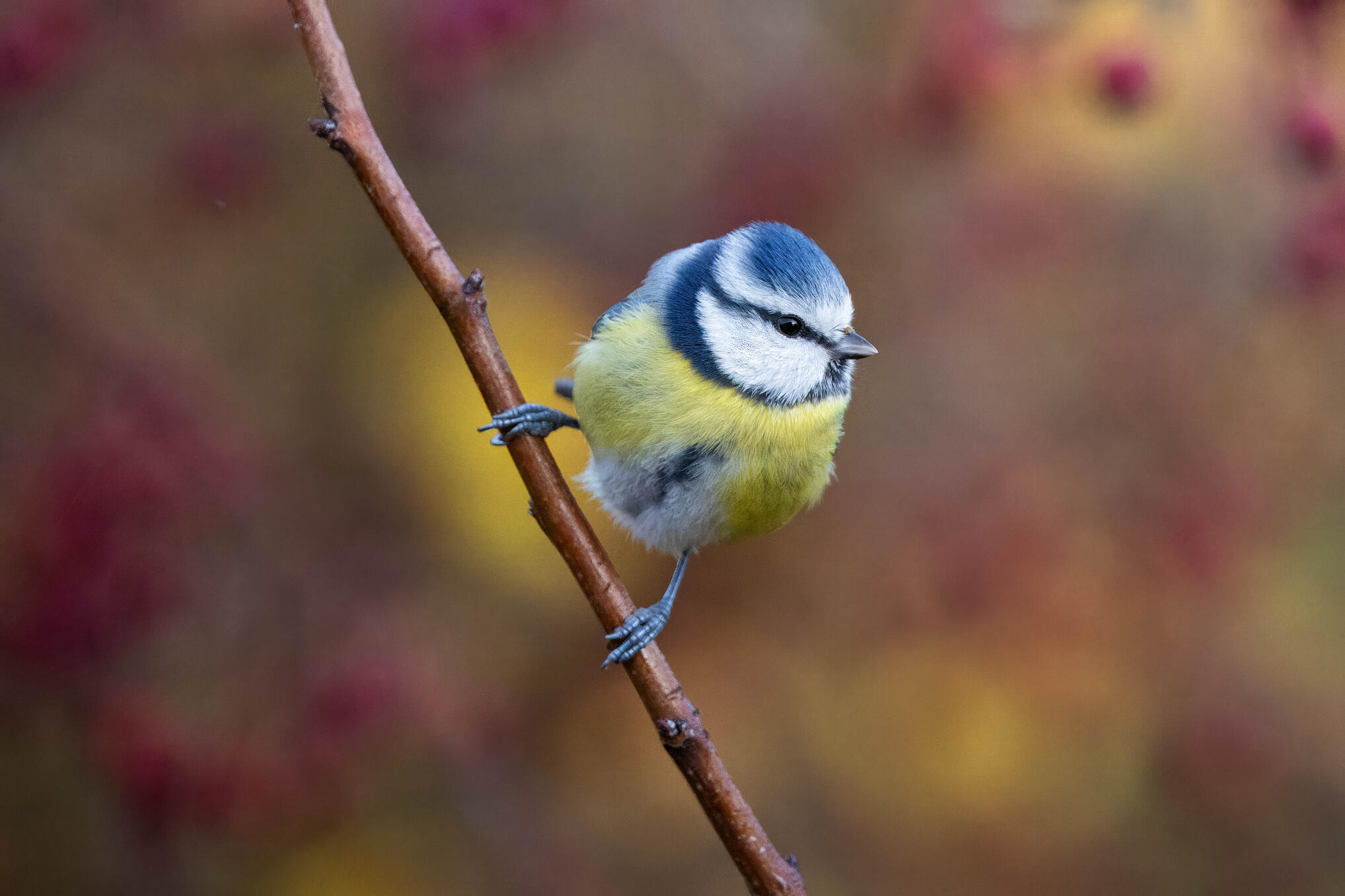 Blue tit