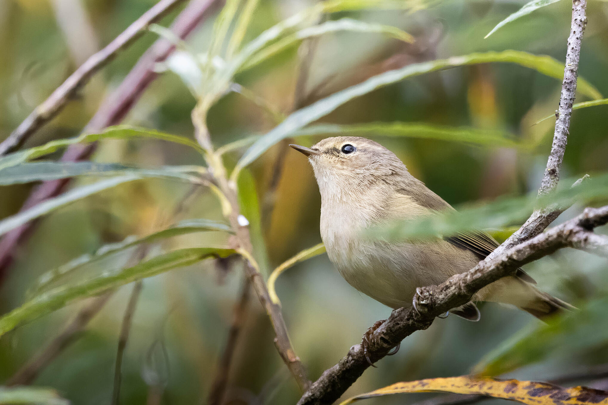Common chiffchaff