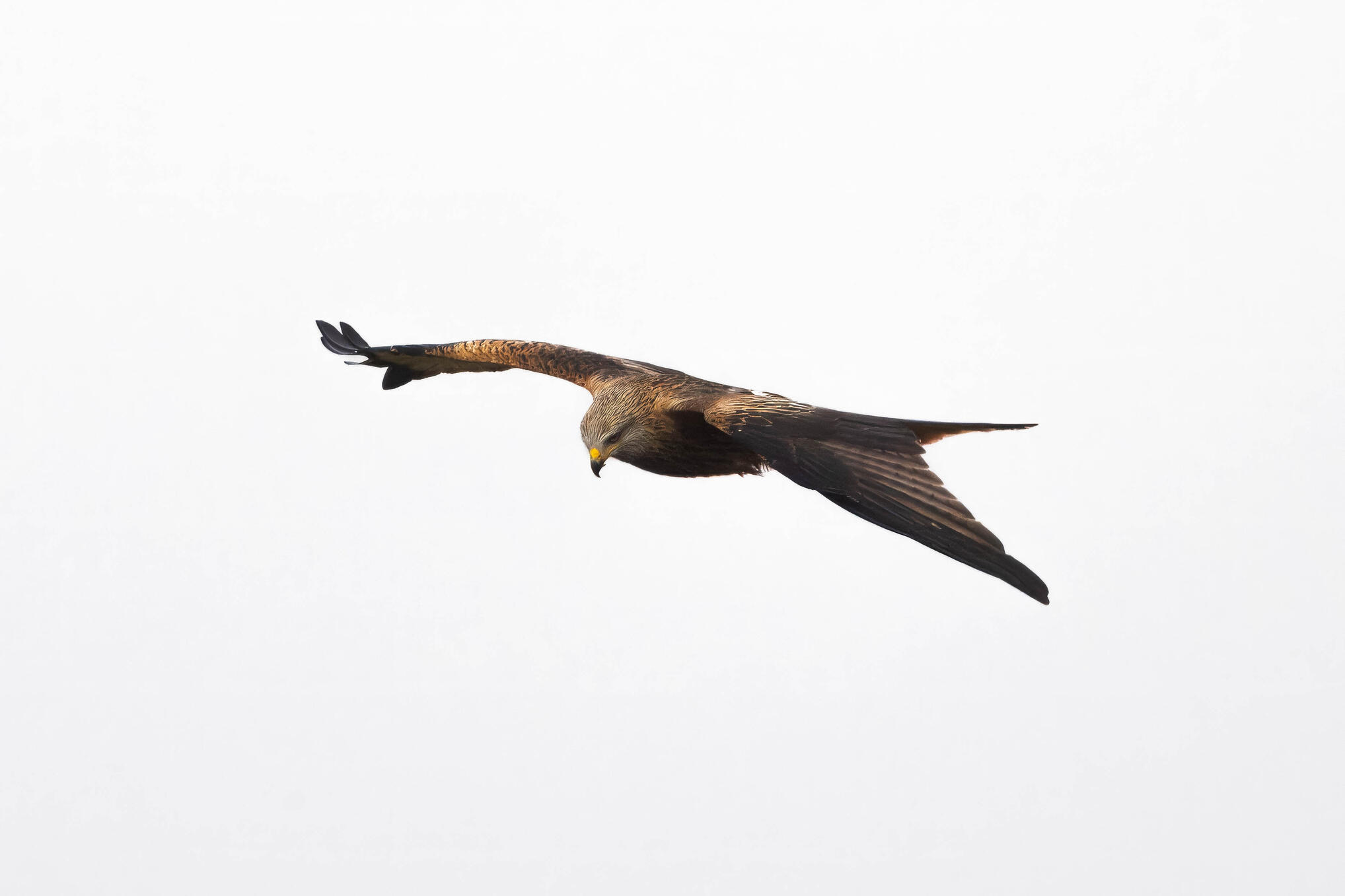 Red kite