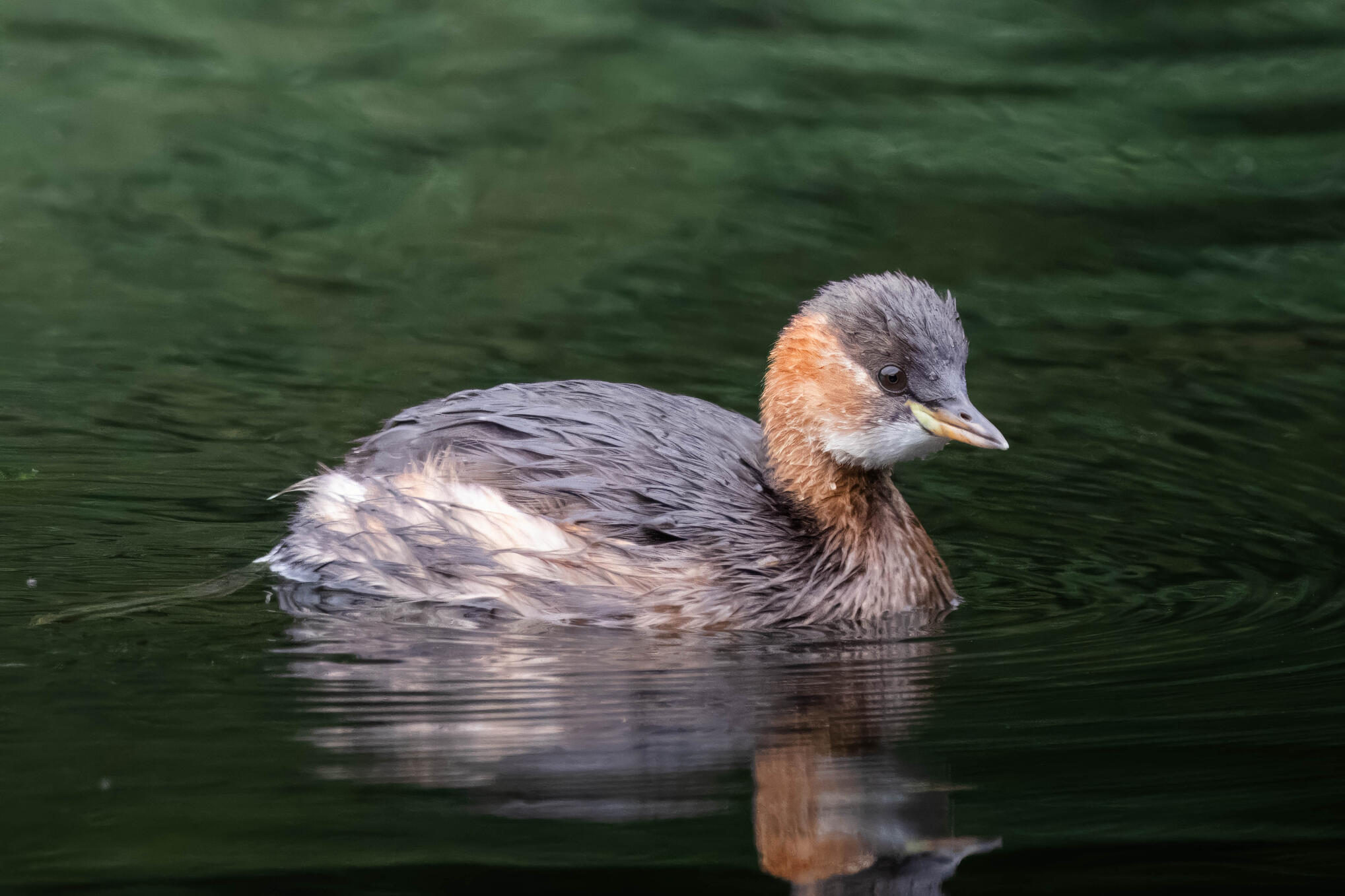Little grebe